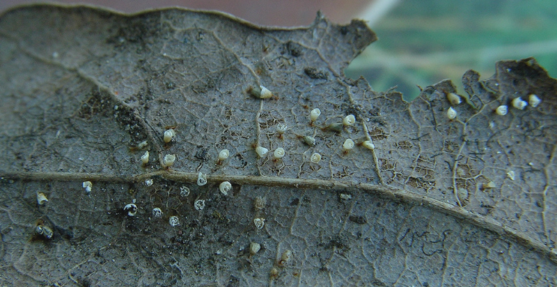 Craterium leucocephalum (Pers.) Ditmar